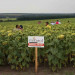 Бонасол JMR OR7