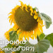 Сірокко OR7