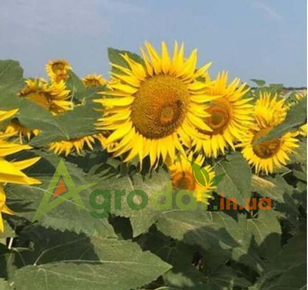 Гуара OR7+